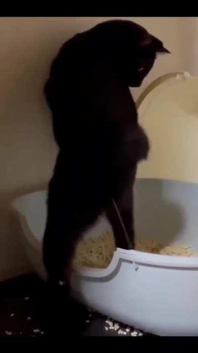 This cat pees like a human