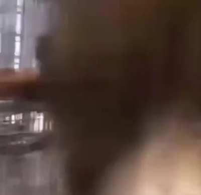 Reject Humanity, I want Monke