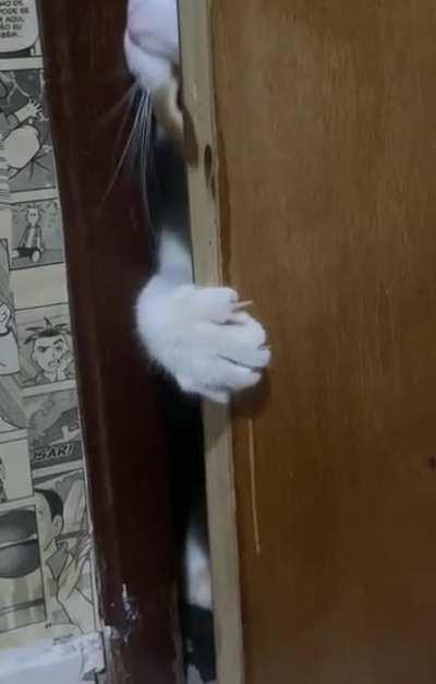 notmycat trying to enter the room