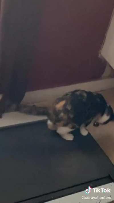 He’s a bit of a dum-dum