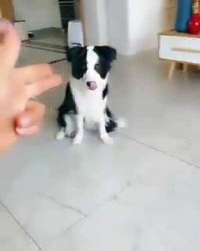 The Oscar goes to second cat...