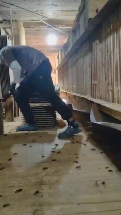 McDonald's have announced their new cockroach 🪳burger 🍔. Yummy! 😋