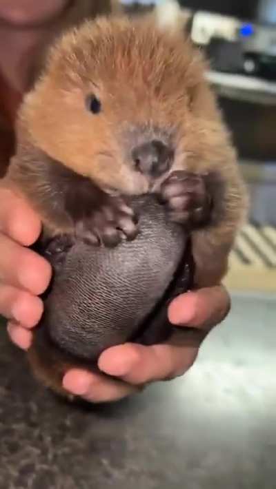 Baby fever? No. BABY BEAVER!😍