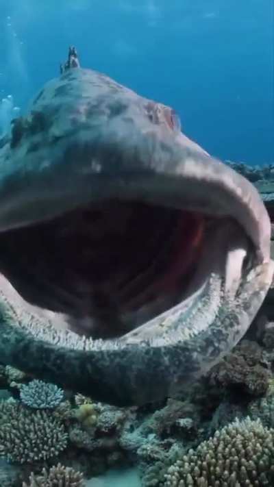 of a fish's mouth