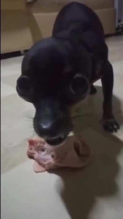 ngl this dog be acting like Lulu