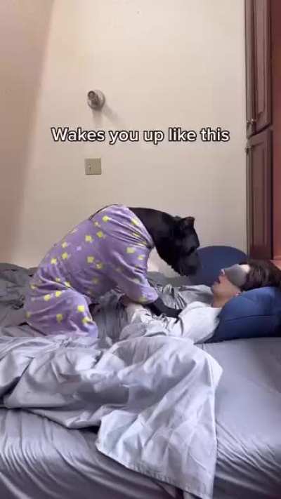 Things my dog learned from my cats