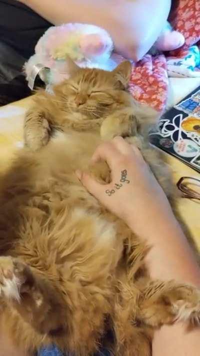 Brain cell malfunctioned. Floof belly defenses are down. Now's my chance to touch the floof.