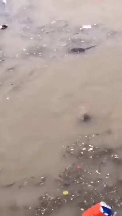 芝麻人的报应来的还非常快，观察者网刚嘲笑完纽约地铁漏水，河南人就一个个化身水蜘蛛了