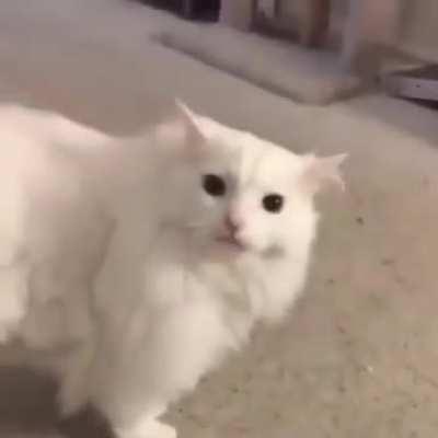 Thurston is a bad boy