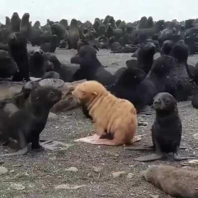 🔥 An incredibly rare blonde fur seal 🔥
