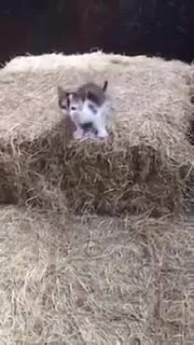 Smol criminal yells at mum