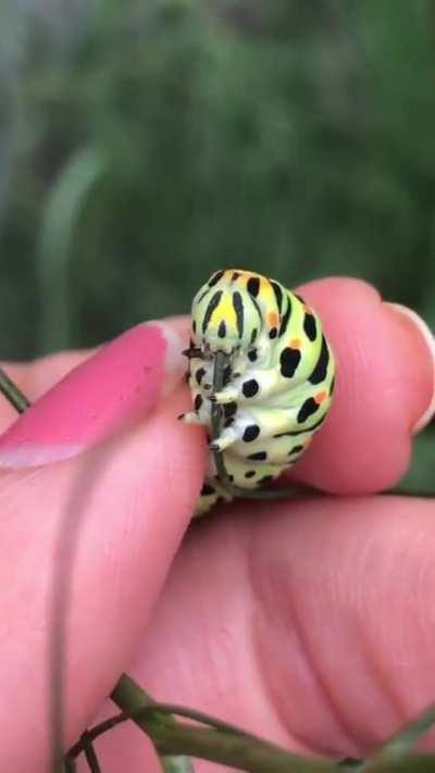 What we call these worms 🐛?