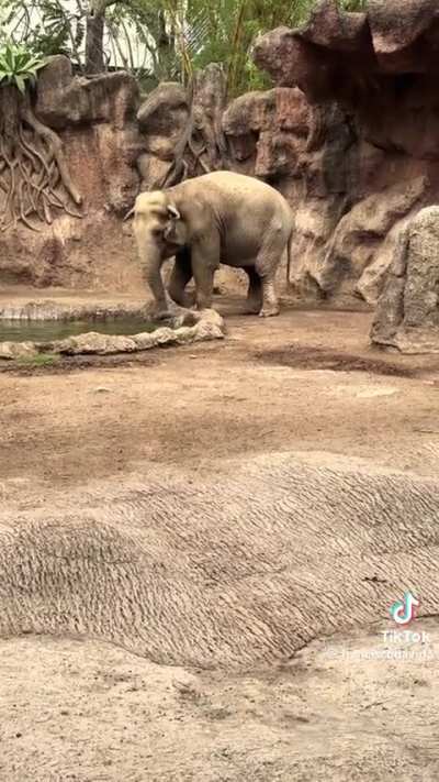 An Elephant Helps a Gazelle Avoid Drowning