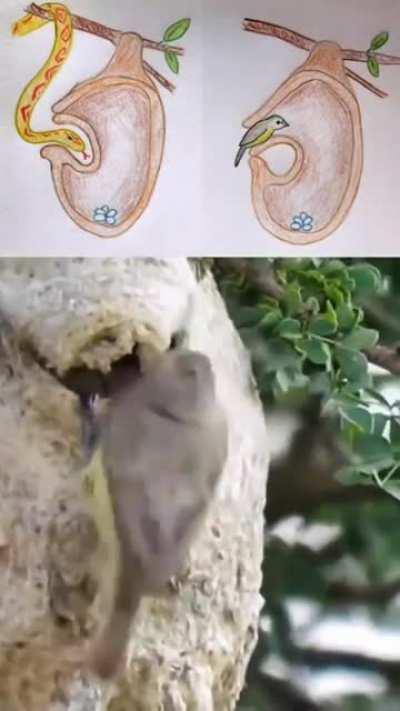🔥 The Penduline Tit uses a hidden opening to enter its nest while the visible opening leads to an empty pocket to trick snakes