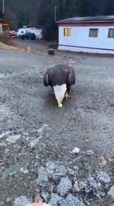 Face to face with a bald eagle