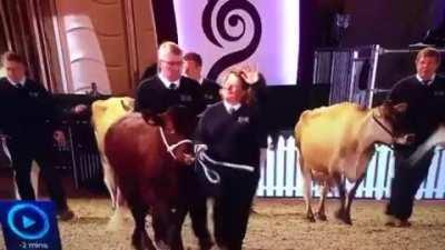 The Queen's reaction to seeing some cows