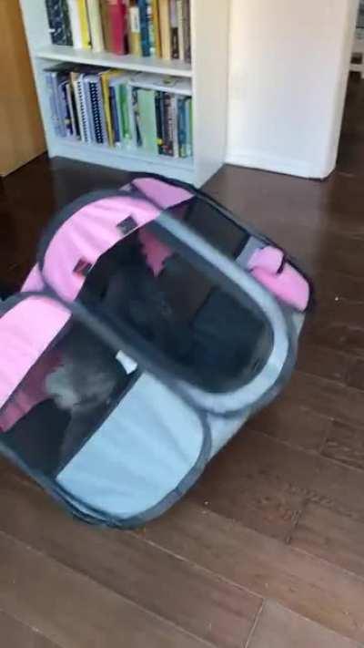 Pepper just discovered how to get around being put in his tent! 😅