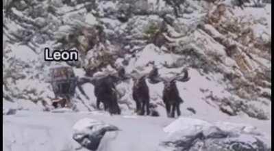 My palico killed innocent animals for no reason at all, how cruel!