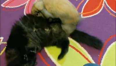 What are you doing, step-bunny?