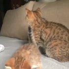 When you're too old to play with your siblings...