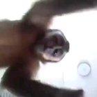 Behold the funni monkee