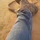 guy gets a tiger snake up his pants