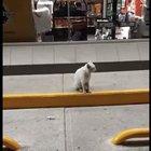 Stray cats follows you into the store and guides you to his fav cat food