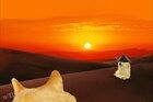 If Doge was an anime swordsman.