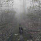 Enjoying the rain on leaves with my pup.