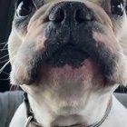 Oown, what does this cute french bulldog want?