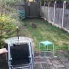 Two foxes have decided to take advantage of the UK lockdown and use my friends garden to raise their cubs.