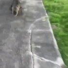 say hi to mister alligator