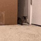 How Ferocious, Even did the butt wiggle!