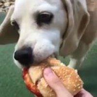 Mans just wanted a tiny bite :((