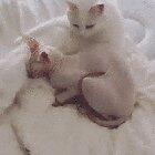 Sphinx cat curling up against their fluffier friend for warmth