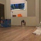 Pointy-tailed roll call!