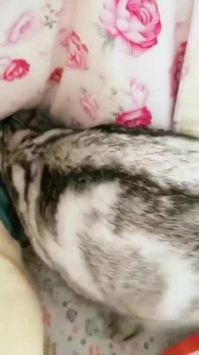 momma and her smol gang of criminals