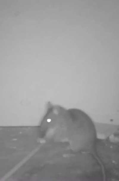 Average Rat Agent (smart rat; it doesn’t get hurt)