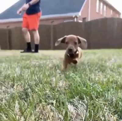 GiaNT UnLeAsheS bLooDTHirSty WoLf oN TO cAMEraMaN