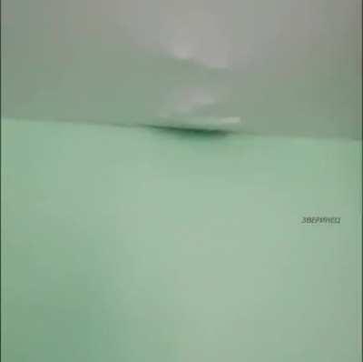 Imagine if it wasn't a cat