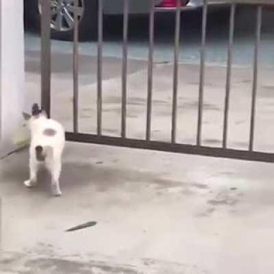 The saga of a cat and his corn on the cob