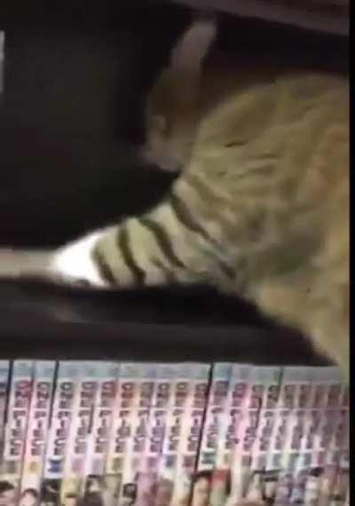 Cat protects its owner from mid