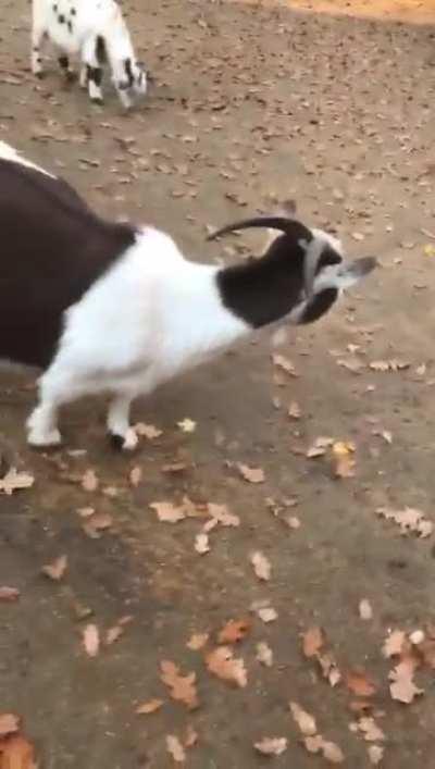 I have no words for the sound this goat makes