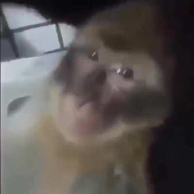 jaja un mono fumando porro