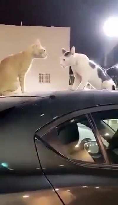 NEVER EVER INTERRUPT A HITCAT