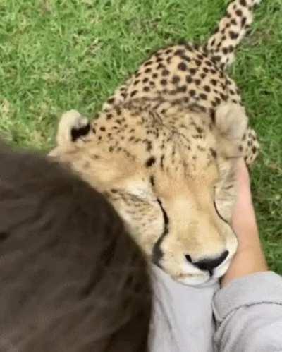 Big kitty love ❤️