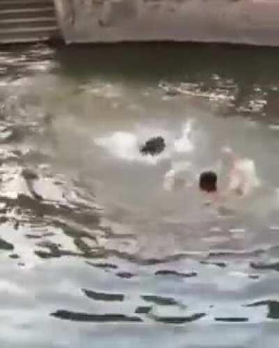 Human Pretends To Drown To See If His Dog Would Save Him