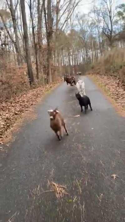 World might be a dumpster fire but my goats are happy