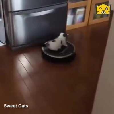 Catto goes for a ride