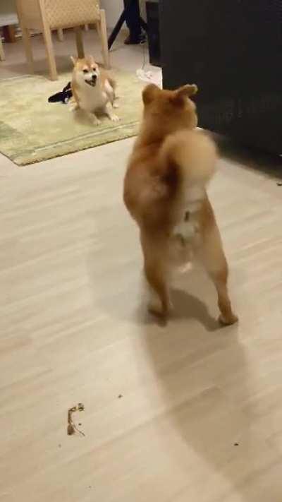 Our two shibas super excited to play